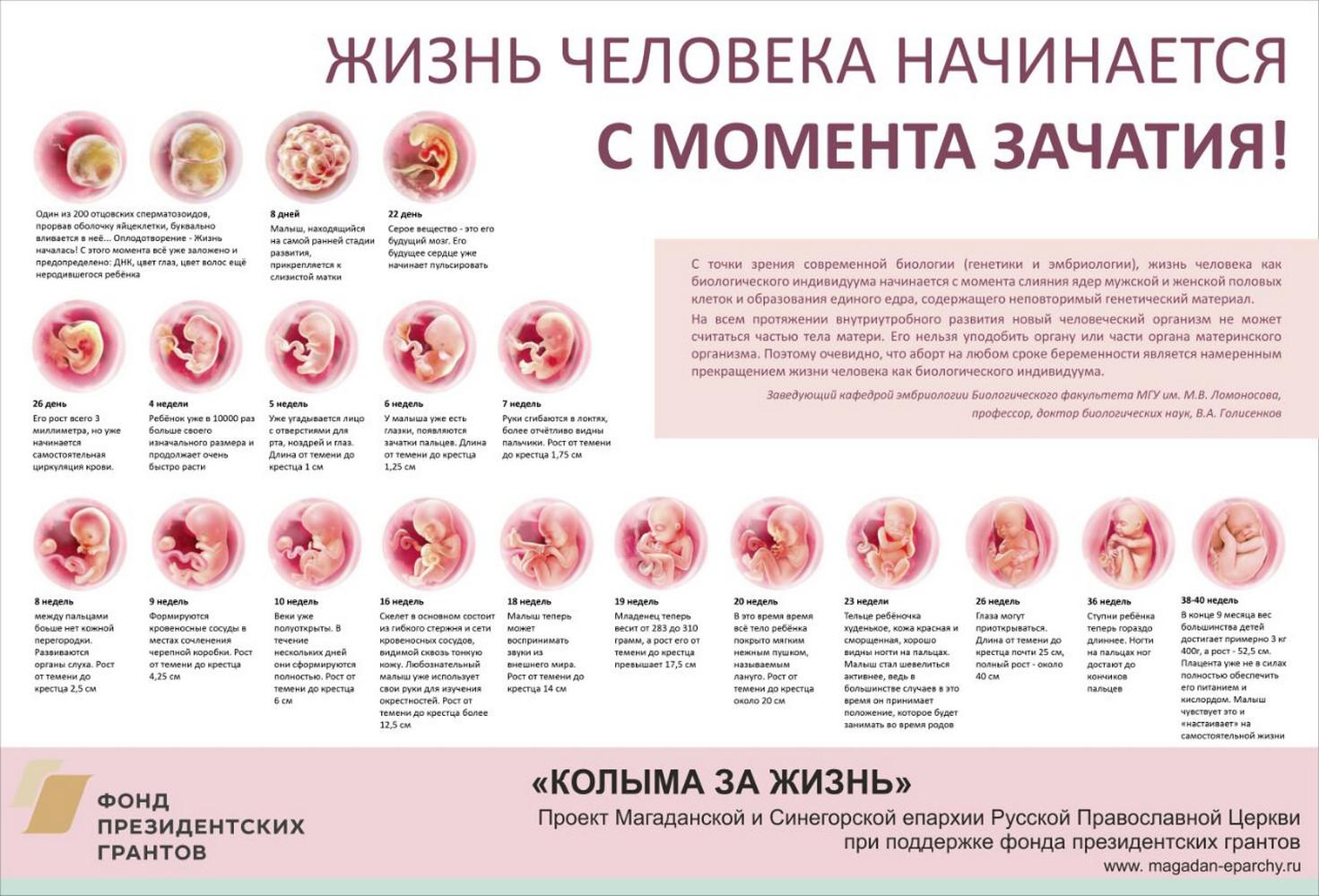Развитие ребёнка в утробе матери | sherbakova.com