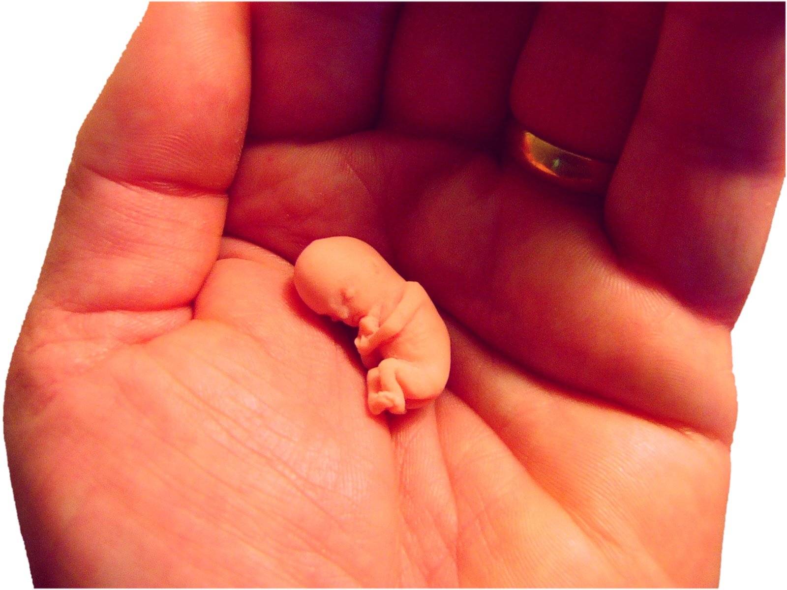 8 недель беременности фото эмбриона размер плода