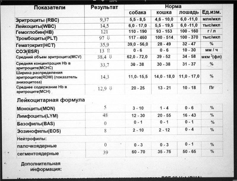 Лейкоцитоз: что это такое