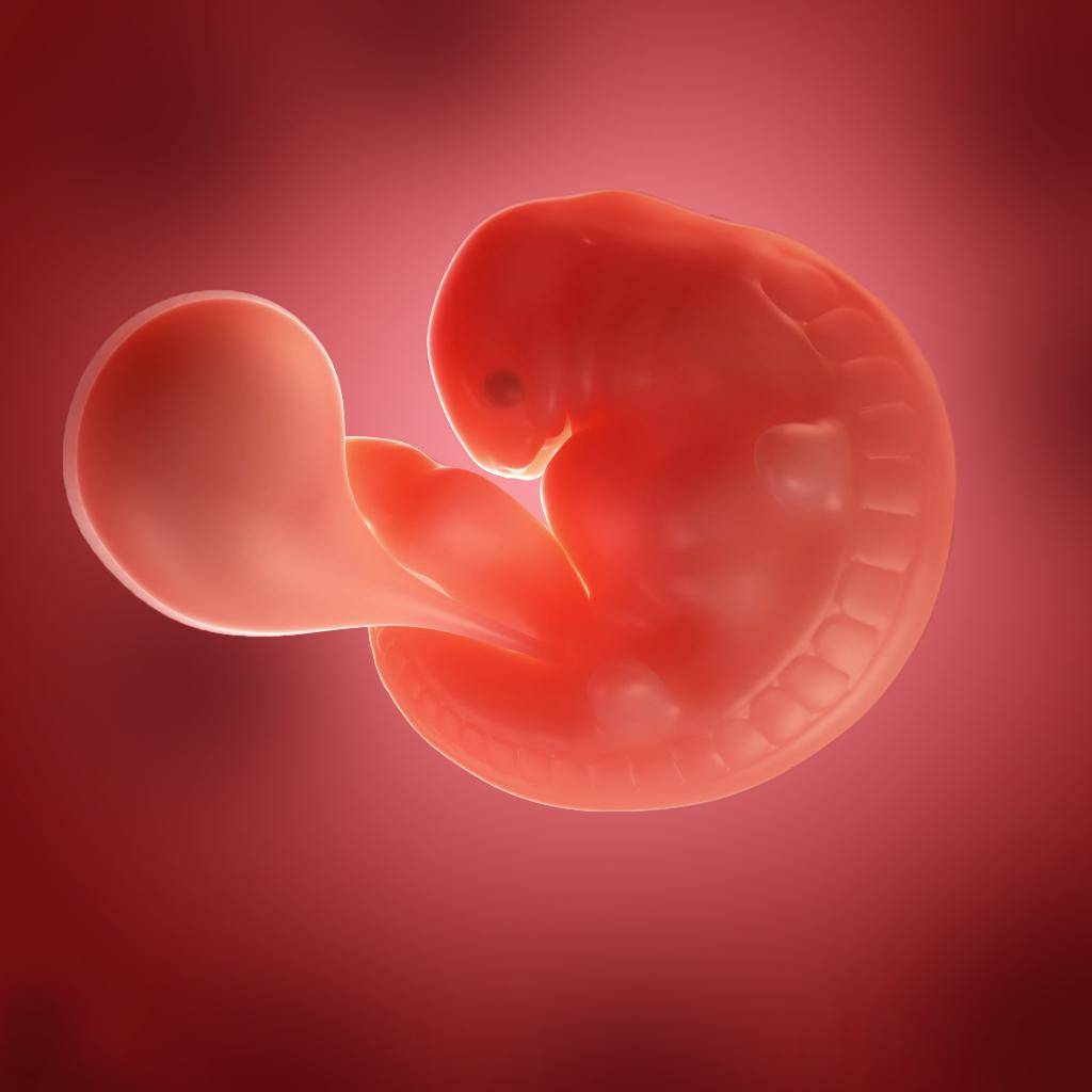 5 недель беременности описание и фото — евромедклиник 24