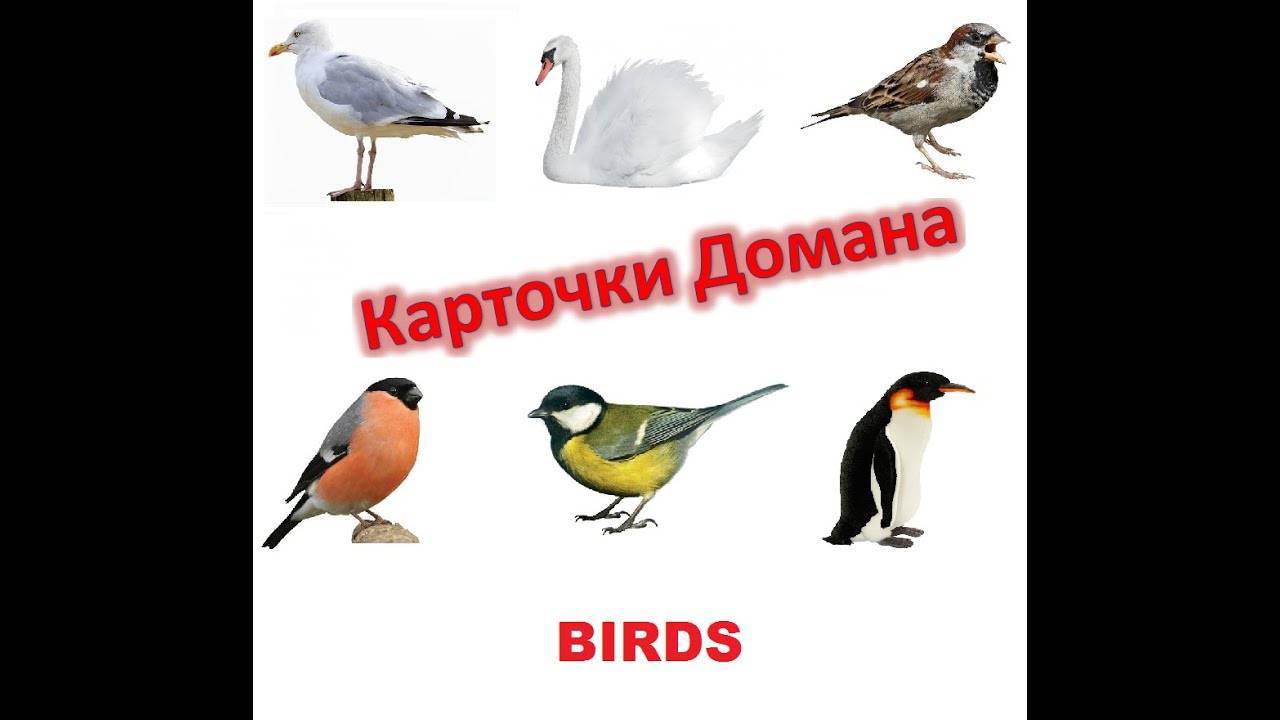 Крики ночных птиц в мр3 — с фото, названиями, ареалом обитания