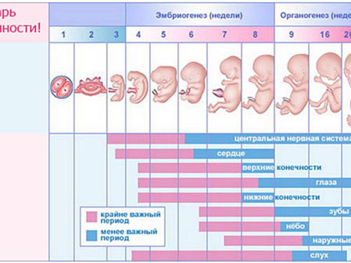 17 неделя беременности: развитие, симптомы и признаки