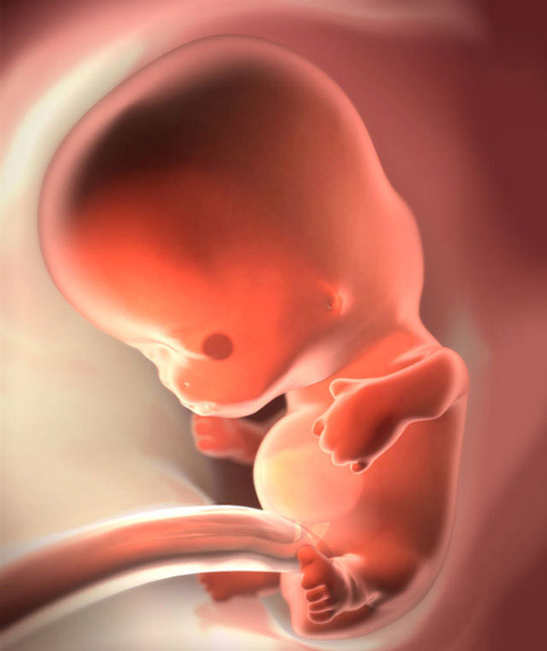 8 неделя беременности: что происходит с организмом женщины и плодом