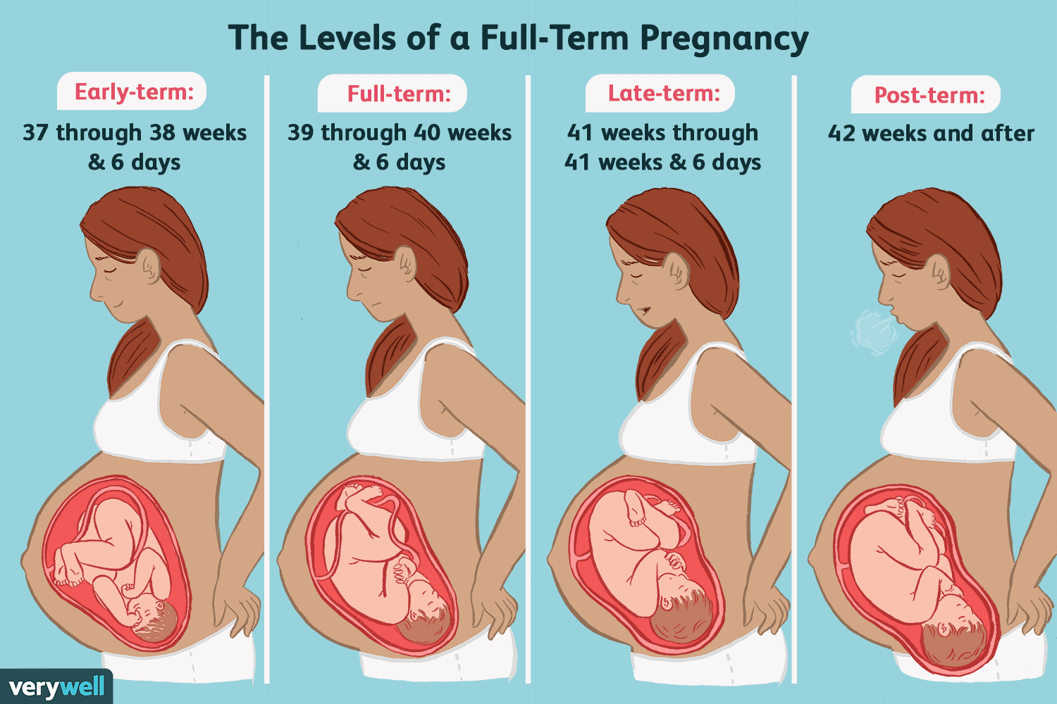 Особенности беременности по триместрам