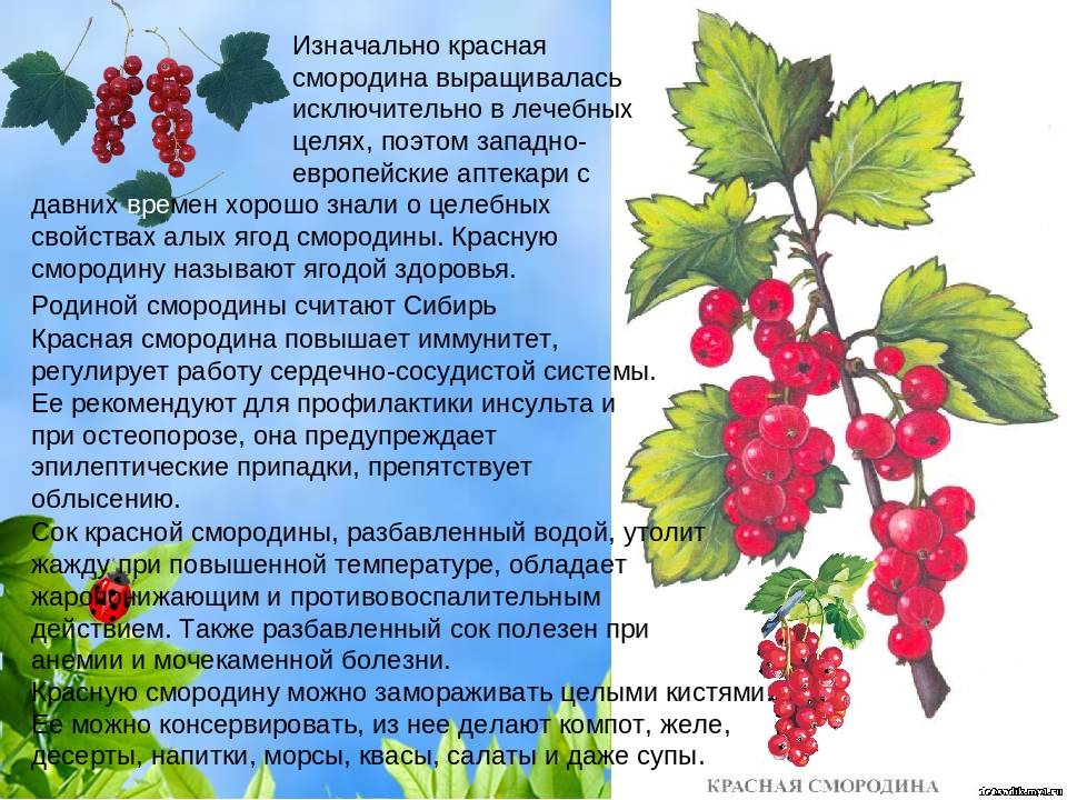 Красная смородина при беременности: польза и вред, как лучше употреблять - onwomen.ru