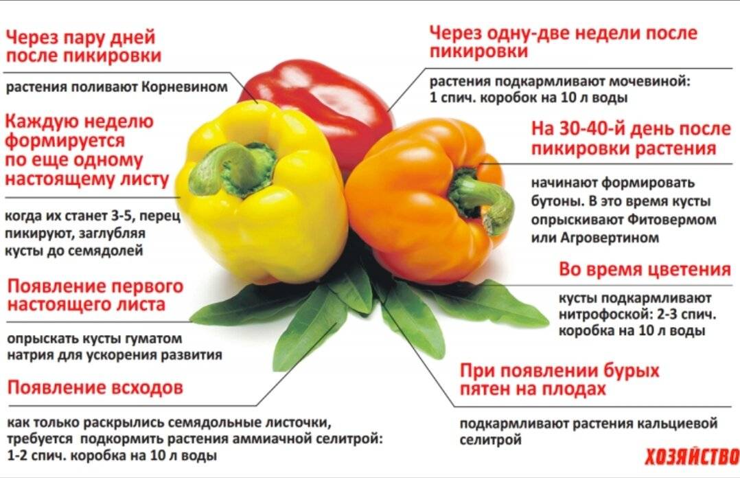 Болгарский перец при грудном вскармливании: польза и вред