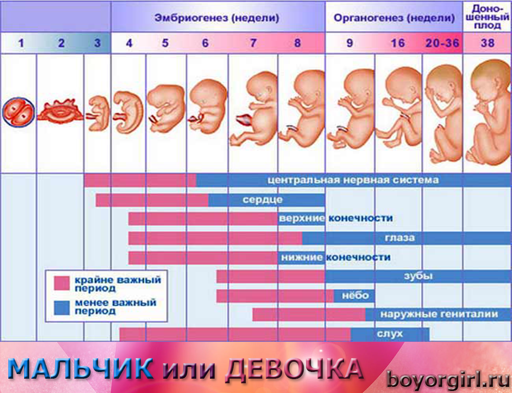Беременность после трех. Беременность по неделям. Физиологическое развитие плода. Беременный календарь. Сроки беременности по неделям.