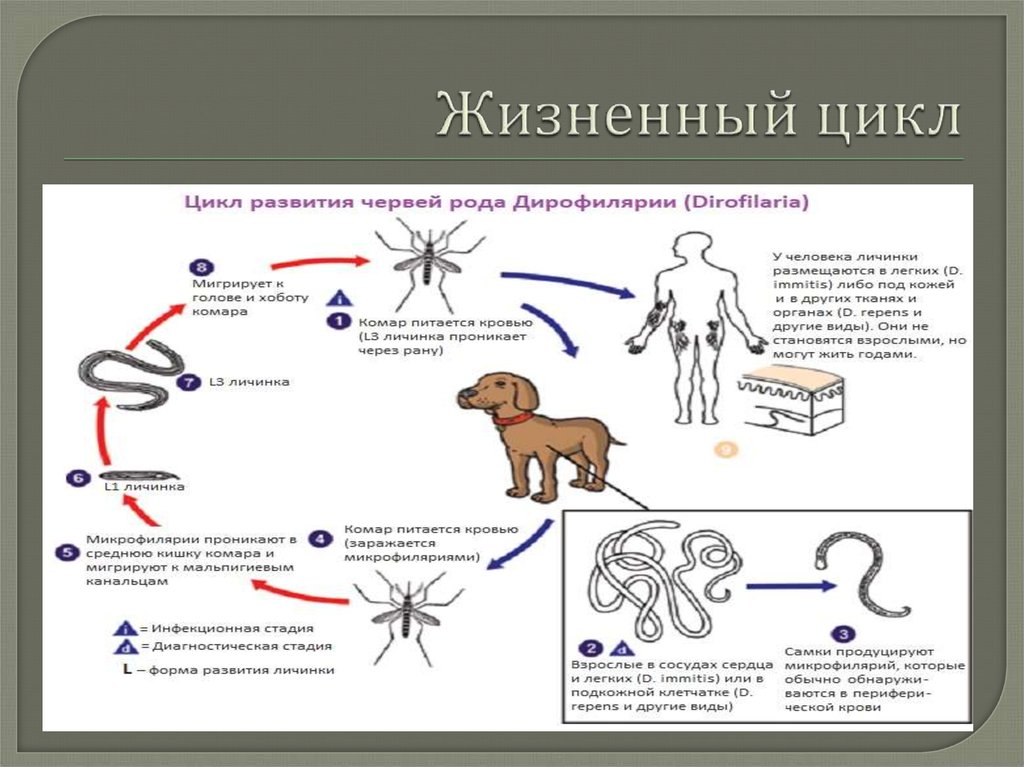 Как распознать укус насекомого
как распознать укус насекомого — медицинская энциклопедия