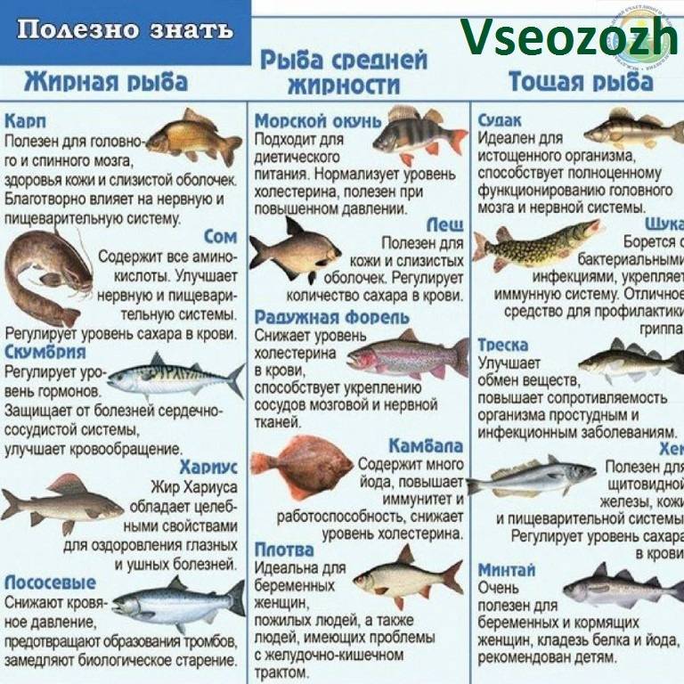 Какую рыбу можно кормящей маме при грудном вскармливании: селедку, соленую, копченую, жареную, сушеную, красную