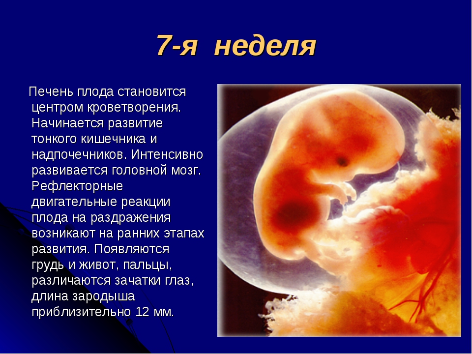 6 неделя беременности. календарь беременности