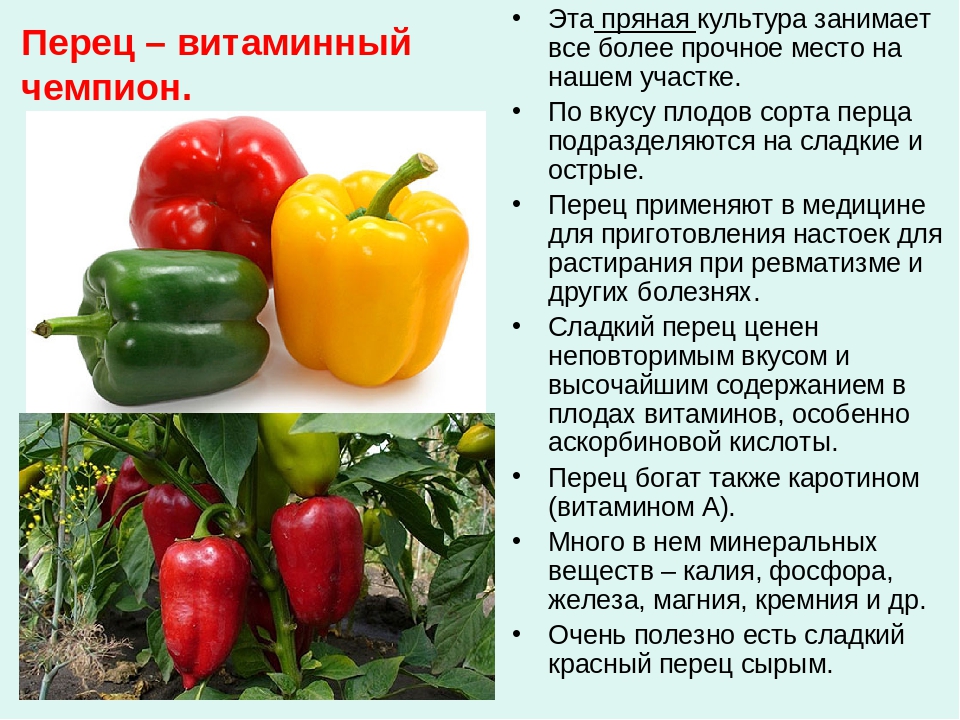 Правила употребления болгарского перца кормящей мамой. какого цвета перец лучше выбрать? фаршированный перец в меню
