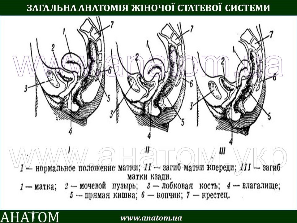 Загиб матки позы для зачатия фото