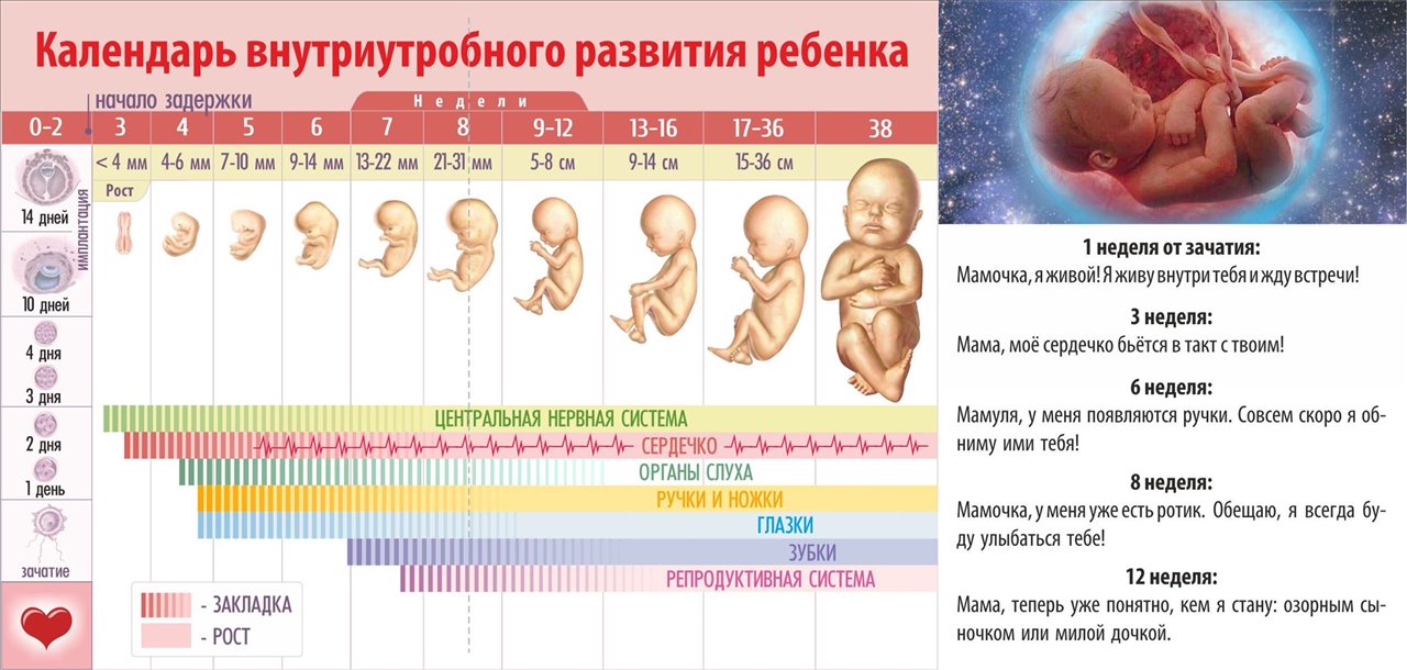 Седьмой месяц беременности -развитие плода, обследования | nutrilak