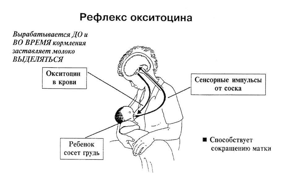 Гормон любви окситоцин: что это такое, действие на организм – эл клиника