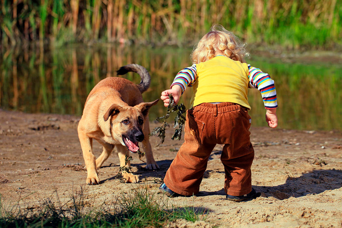 Ребёнок боится собак | уроки для мам