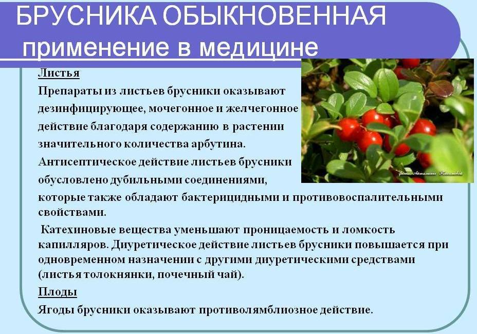 Брусника при грудном вскармливании: можно ли кормящей маме брусничный морс?