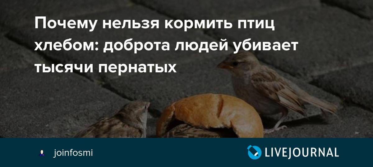 Почему не бросают грудь летом или под лето? - questionsmoms.ru