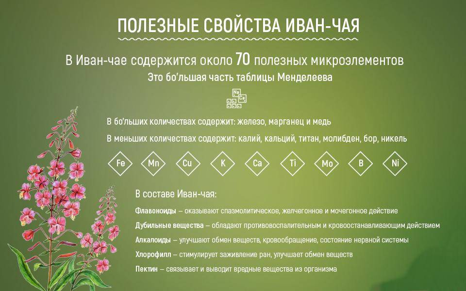 Иван-чай (кипрей) – подарок природы для кормящих мам