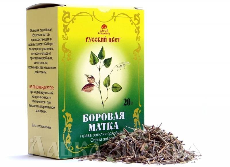 Боровая матка при планировании беременности для зачатия: мнение гинекологов о том, помогает ли она забеременеть, как ее пить от бесплодия, как сочетать с шалфеем и красной щеткой