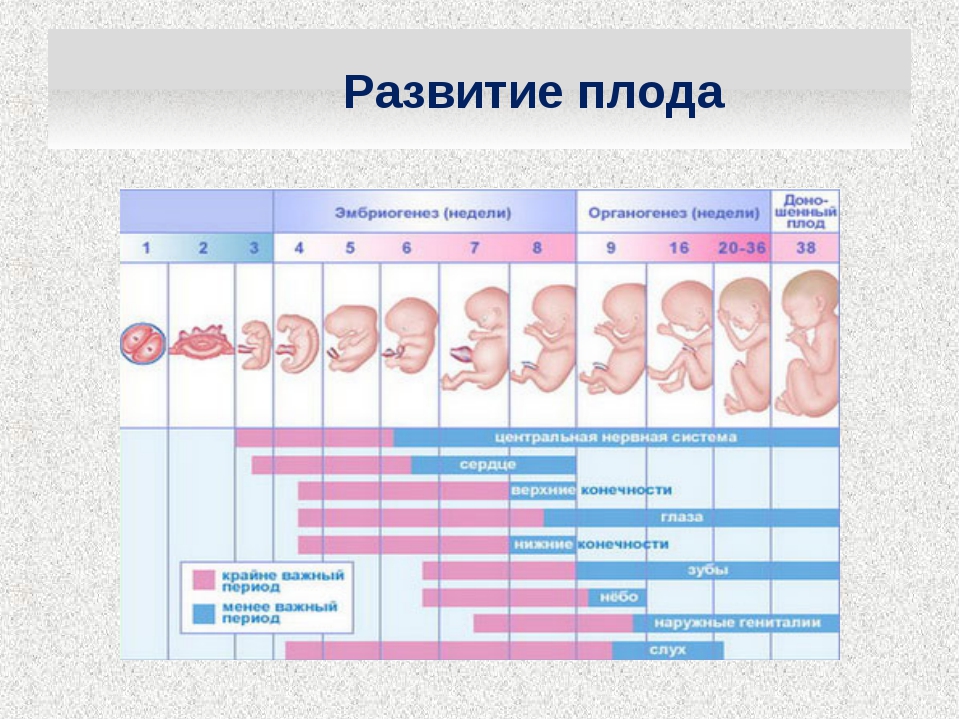 Беременность 1-3 недели