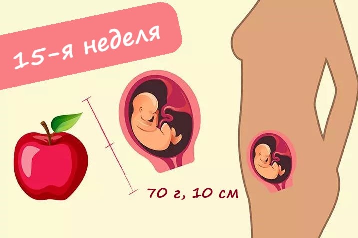 15 неделя беременности  развитие и фото — евромедклиник 24