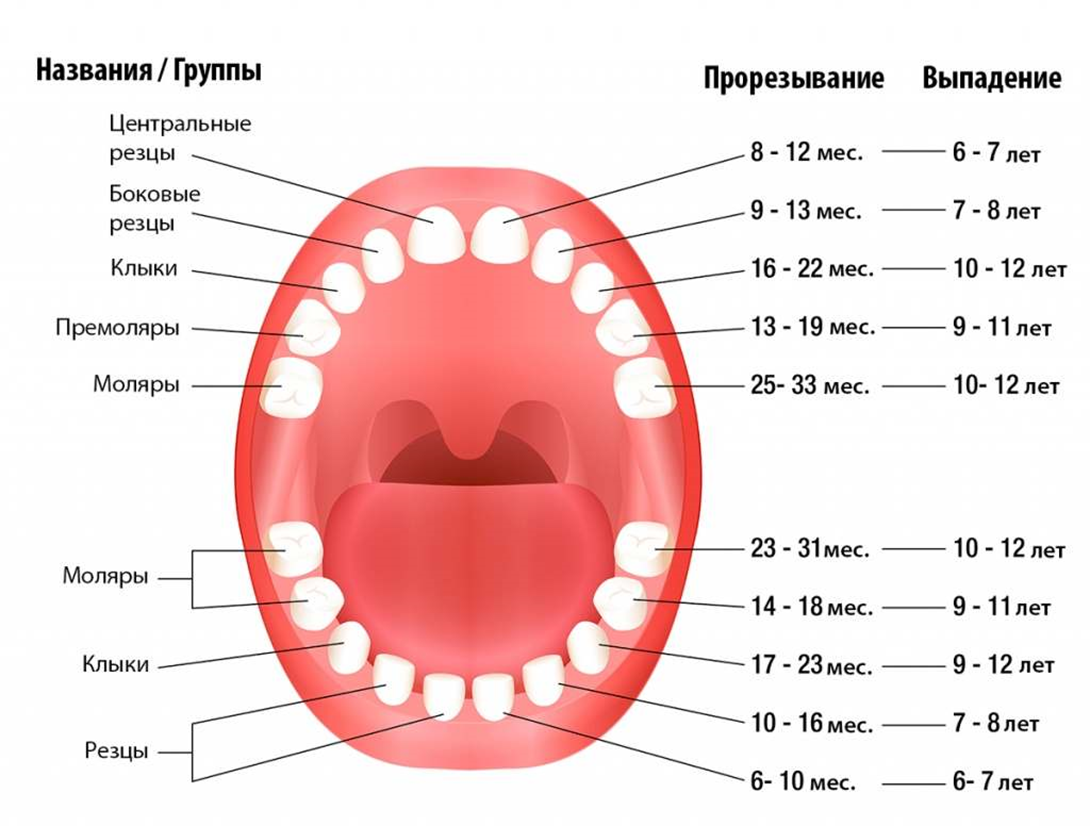 Смена зубов у детей на постоянные: схема и сроки