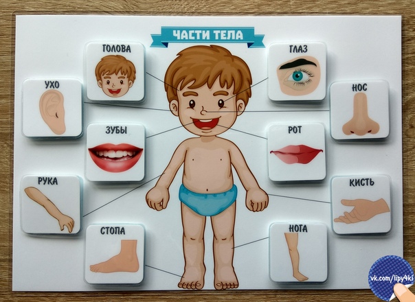 Валеологическое пособие «строение тела человека» | дошкольное образование  | современный урок