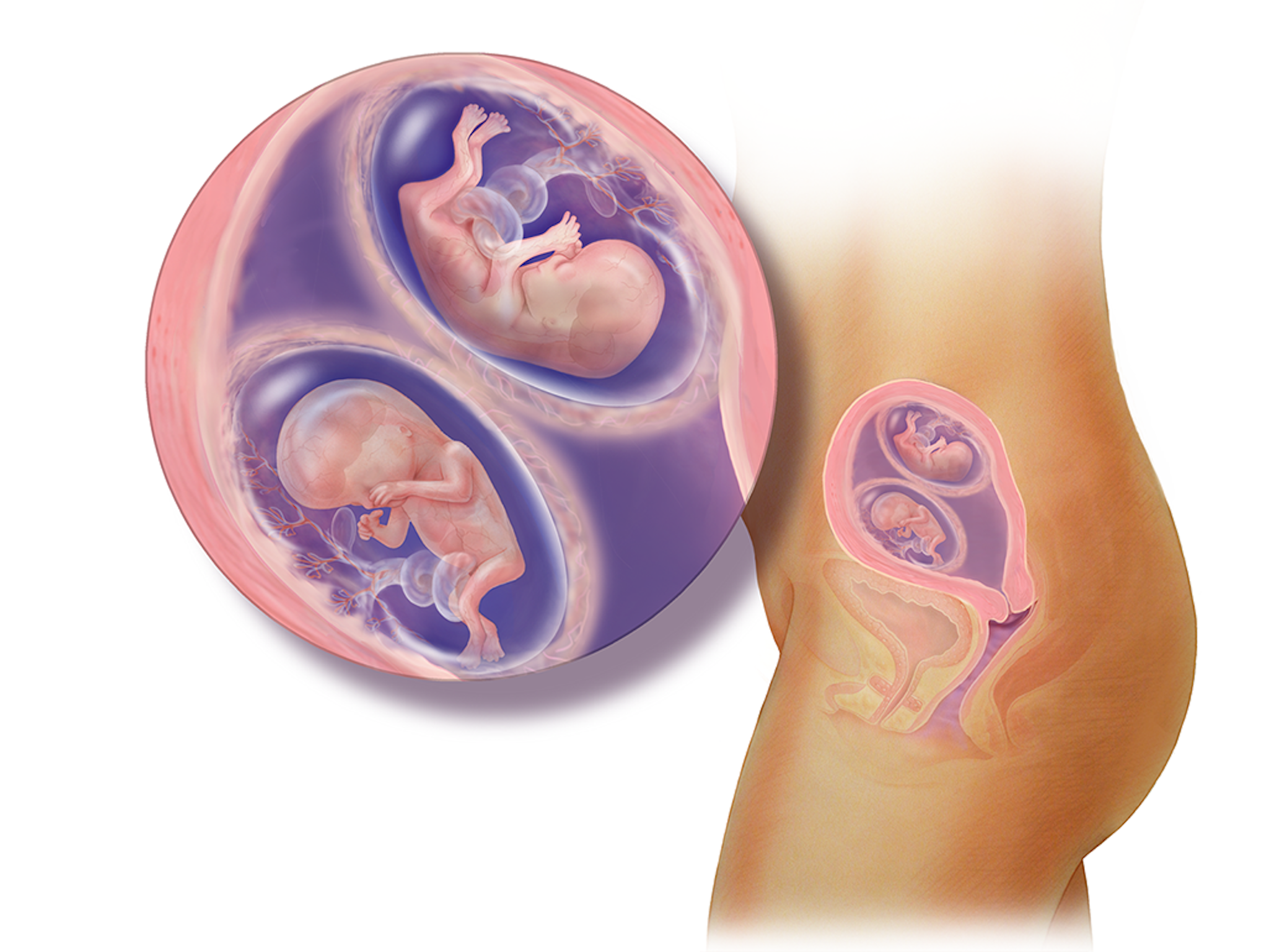 12 неделя беременности: что происходит с малышом и мамой | узи, развитие плода и живот на 12 неделе беременности