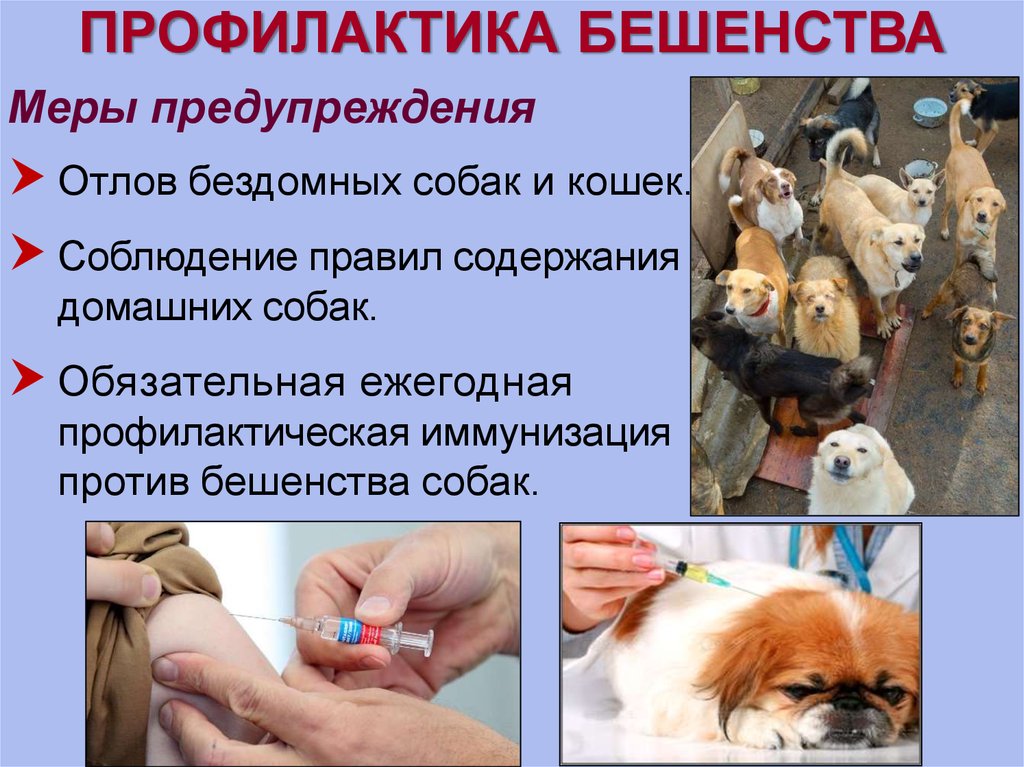 Что делать при укусе собаки: симптомы, последствия, первая помощь, профилактика | уц "академия безопасности" | дзен