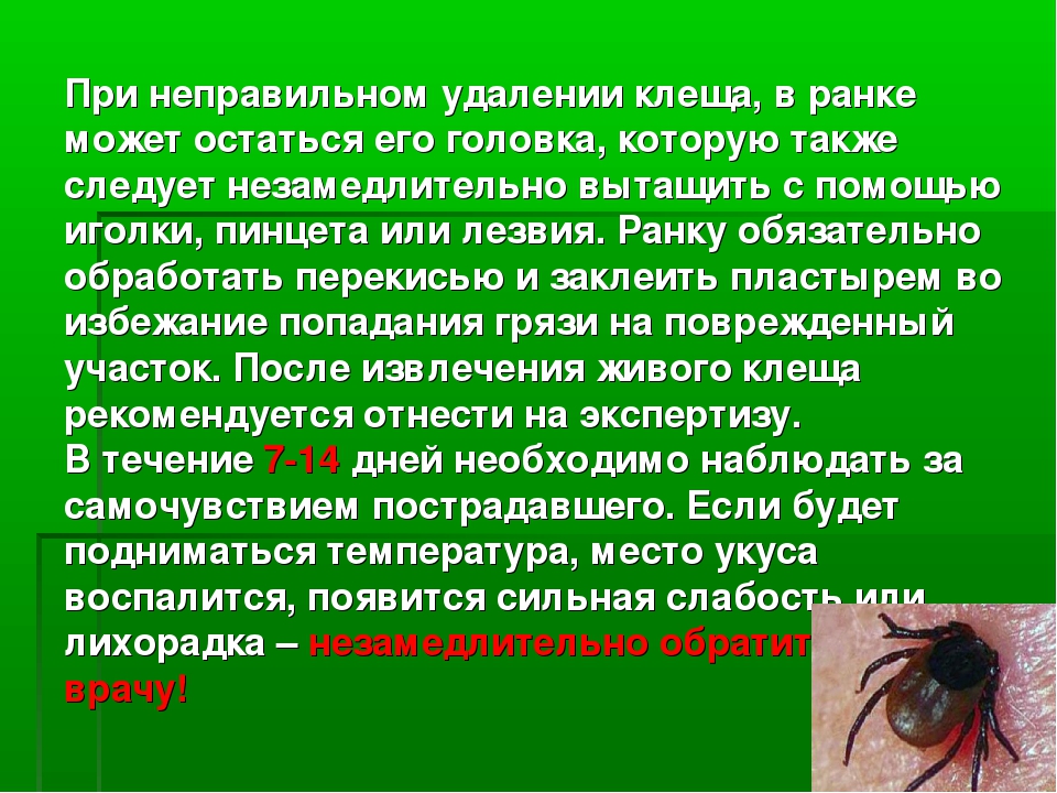 Обж 6 класс укусы насекомых и защита от них презентация