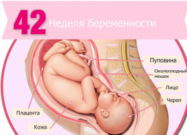 Особенности 42 недели беременности