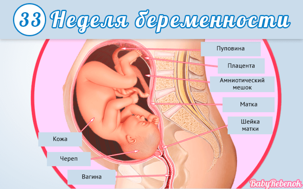 32 неделя беременности развитие и фото — евромедклиник 24