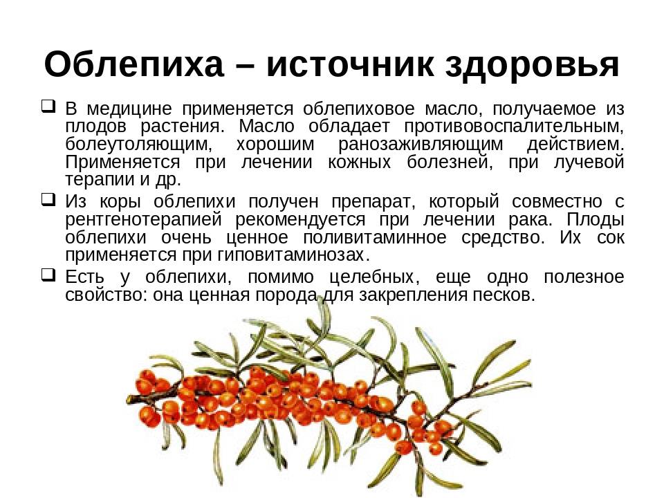 Когда можно облепиху грудничку