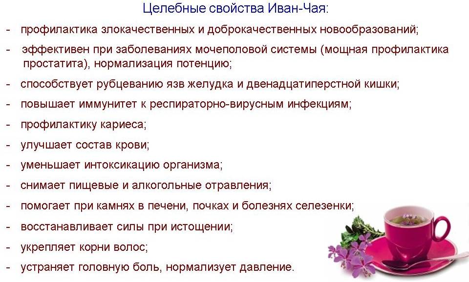 Иван-чай при грудном вскармливании: можно ли пить, влияние, правила
