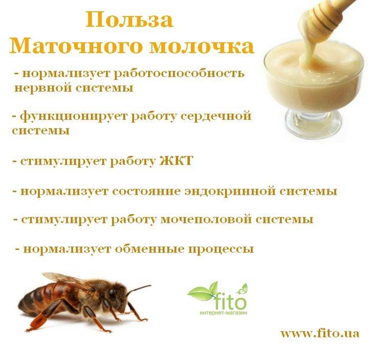 Пчелиное маточное молочко: полезные свойства, приминения для человека