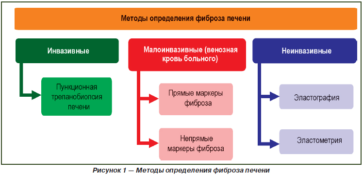 Что такое фиброз печени? причины, признаки, симптомы, методы диагностики и лечения фиброза печени - «гепатит.ру»