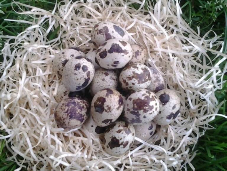 Яйца при грудном вскармливании: можно ли куриные, перепелиные, вареные