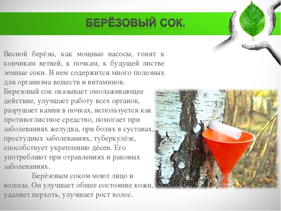 Будьте осторожны! сибирский диетолог раскрыла вред и пользу берёзового сока | здоровье | аиф новосибирск