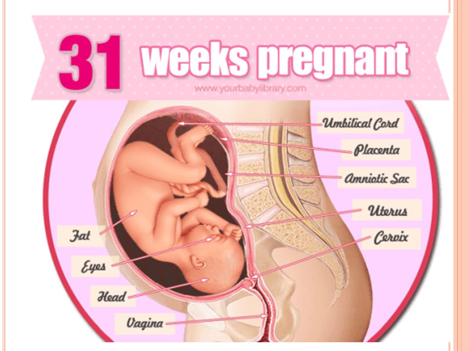 31 неделя беременности. календарь беременности