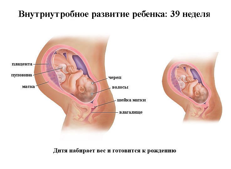 21 неделя беременности развитие и фото — евромедклиник 24