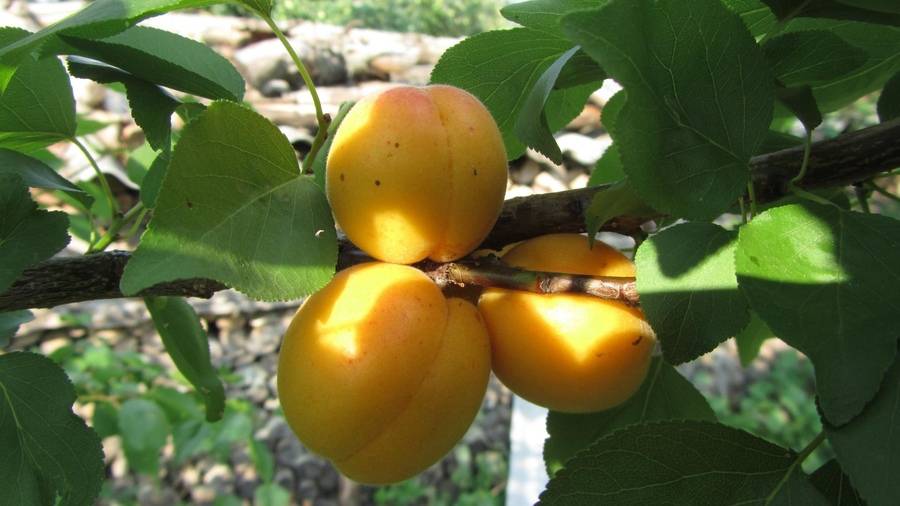 Можно ли абрикосы при грудном вскармливании: полезные и вредные свойства, особенности употребления