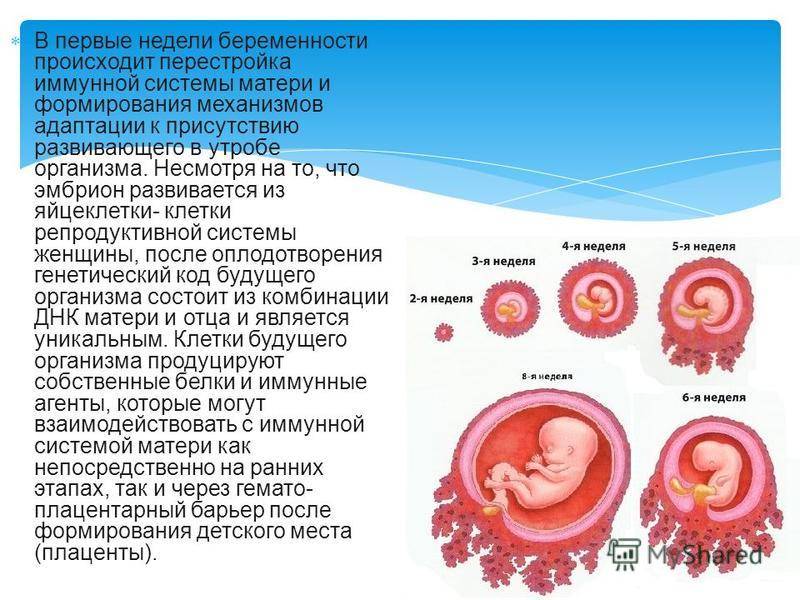 6 неделя беременности: размер плода, фото узи, что происходит, ощущения в животе