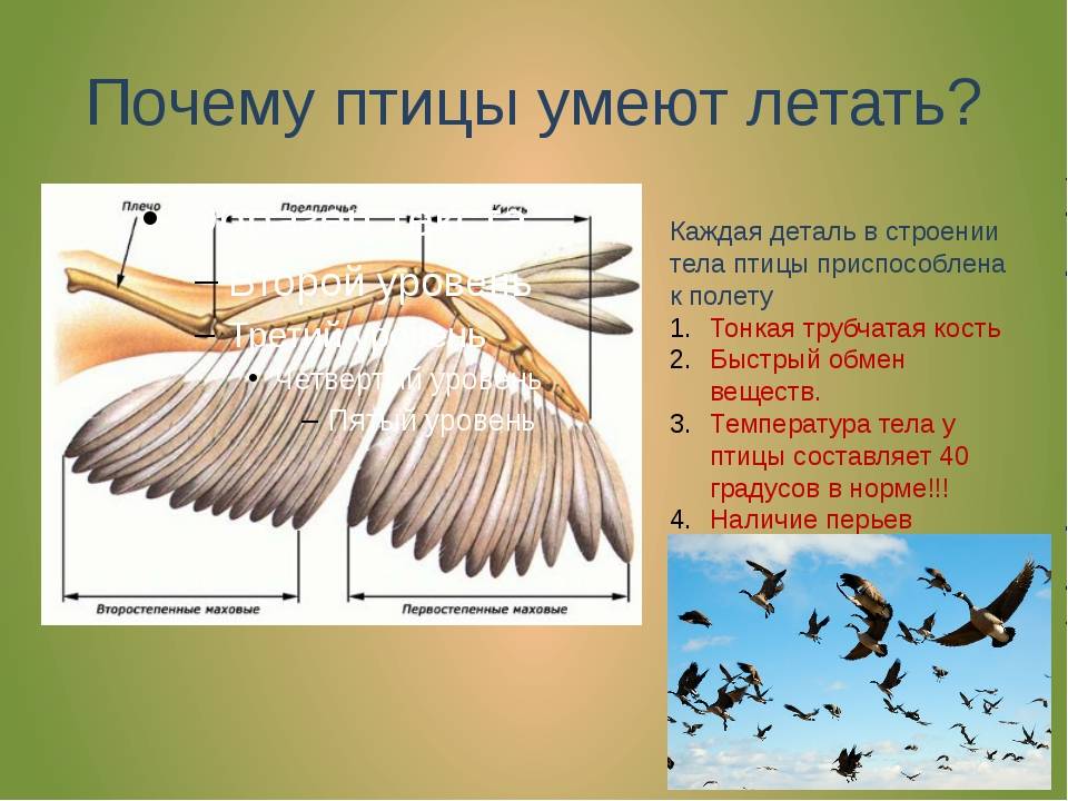 Перелетные птицы для детей (картинки с названиями, фото)