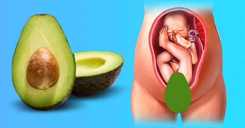 Авокадо при беременности | уроки для мам