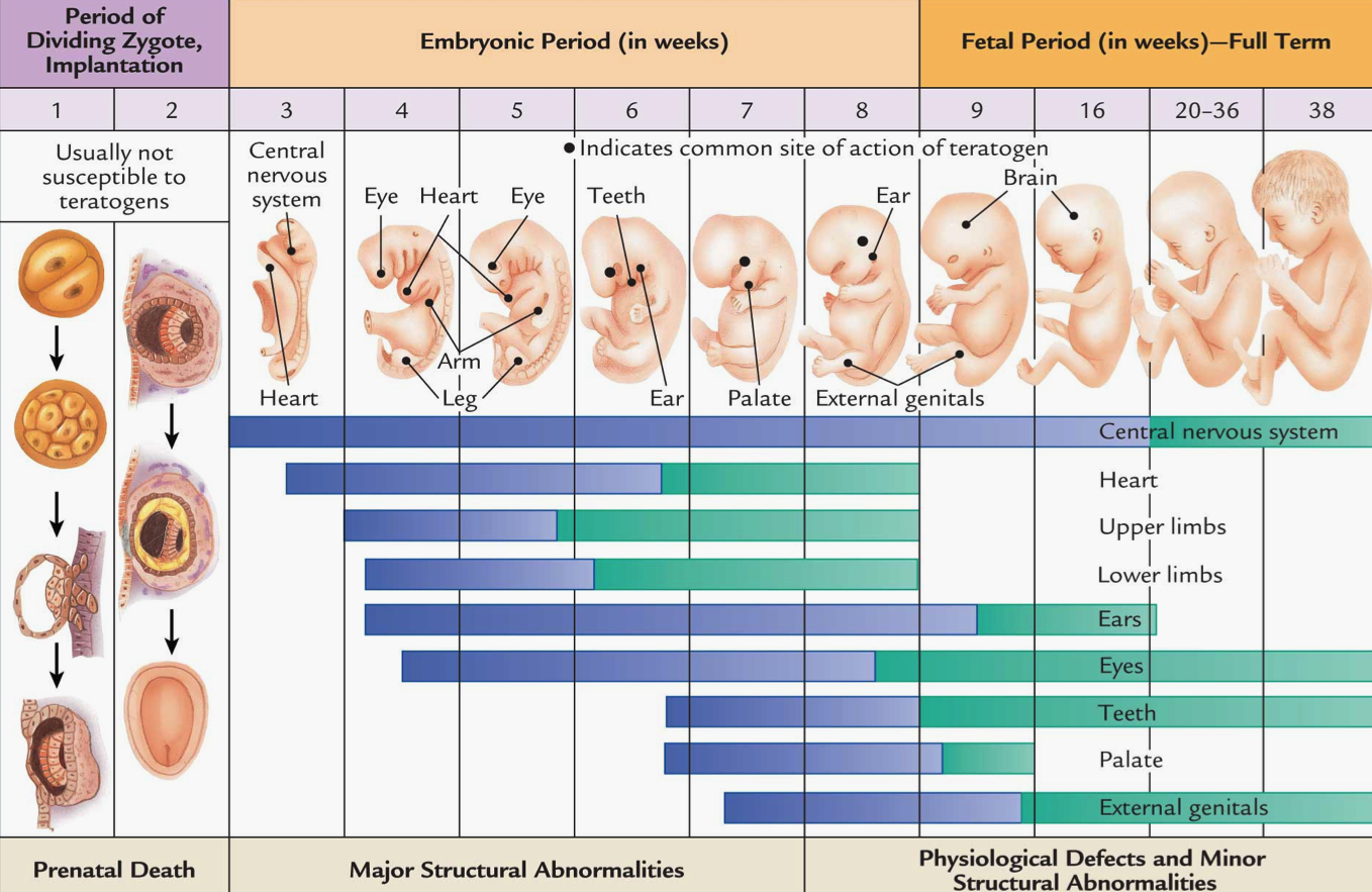 1 2 3 4 недели беременности после зачатия | первые недели беременности