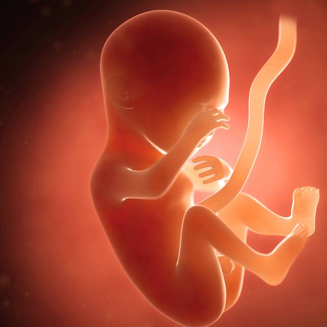 Какой малыш в 15 недель беременности - детская городская поликлиника №1 г. магнитогорска