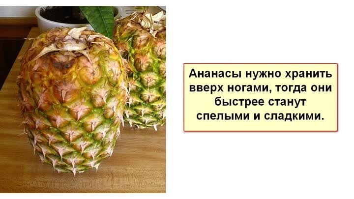 Как выбрать ананас: как определить спелость, как выглядит хороший и вкусный в магазине россии