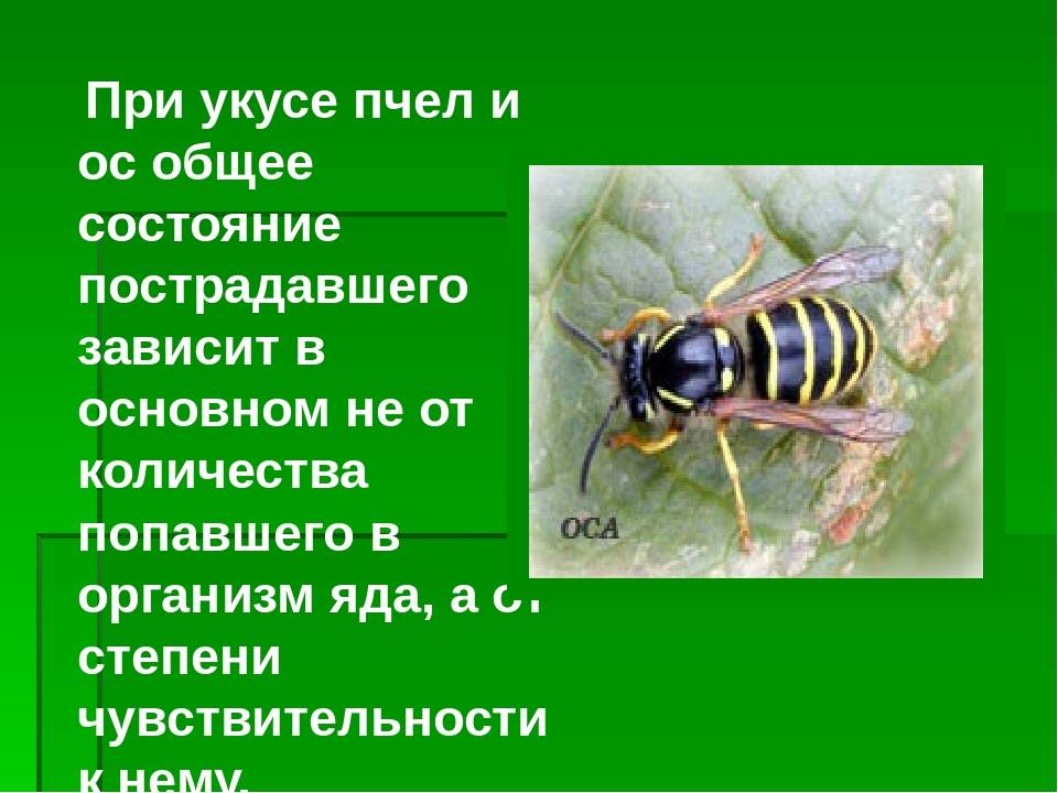 Что делать при укусе пчелы?